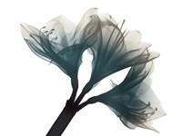 Urban Twins Fine Art Print