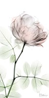 Loving Rose 1 Fine Art Print