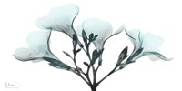 Oleander Mist 1 Fine Art Print