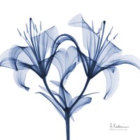Indigo Lily Fine Art Print
