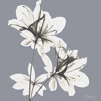 Splendid Neutral Beauty 1 Fine Art Print