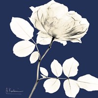 Rose Midnight Dynasty 1 Fine Art Print