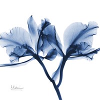 Indigo Orchid Fine Art Print