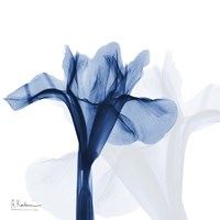 Indigo Infused Iris Fine Art Print