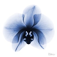 Indigo Infused Orchid 1 Fine Art Print