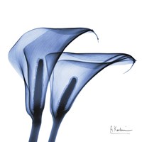 Indigo Infused Calla Lilies Fine Art Print