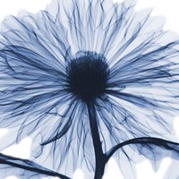 Indigo Chrysanthemum Fine Art Print