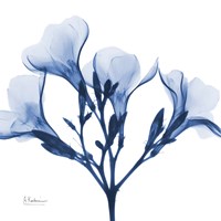 Indigo Oleander Fine Art Print