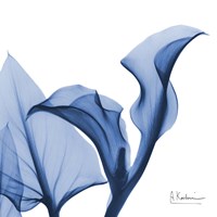 Indigo Calla Love Fine Art Print