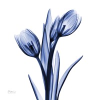 Enchanted Indigo Tulips Framed Print