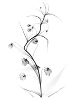 White Globe Lily Fine Art Print