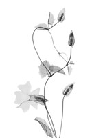 Disticta Fine Art Print