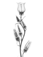 Canterbury Bell Fine Art Print