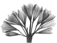 Lily Of The Nile Fine Art Print