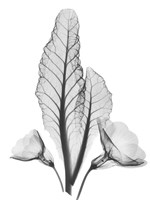 Prinula Fine Art Print