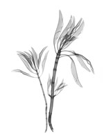 Leucadendron Fine Art Print