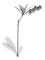 Lily Of The Vally Bush H07 Fine Art Print