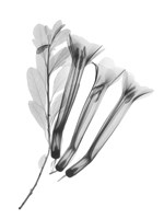 Crane Flower Fine Art Print