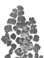 Southern Maidenhair Fern Fine Art Print