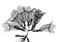 Garlic Vine Fine Art Print