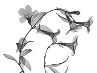 Brazilian Jasmine Fine Art Print
