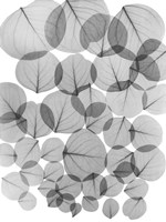 Baybean Leaves Fine Art Print