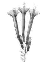 Blooming Trio Fine Art Print