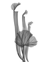 Marching Floral Fine Art Print