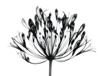 African Lily Fine Art Print