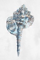 Urban Sea Shell 1 Fine Art Print