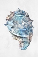 Urban Sea Shell 2 Fine Art Print