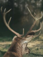 Wandering Buck Fine Art Print