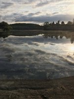 Peaceful Walk Fine Art Print