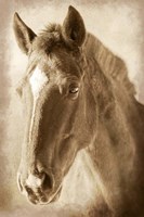 Wild Stallion 1 Fine Art Print