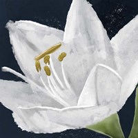 Lilly Energy Fine Art Print