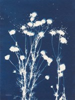 Alpine Flower VI Framed Print