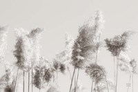 In the Wind II Fine Art Print