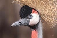 African Crowned Crane Fine Art Print