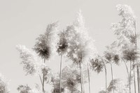 In the Wind III Fine Art Print