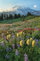 Paradise Wildflower Meadows II Fine Art Print