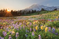 Paradise Wildflower Meadows I Fine Art Print