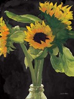 Sunny on Black Fine Art Print