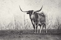 A Texas Longhorn Fine Art Print