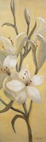 Subtle Lily I Fine Art Print
