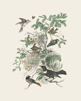 Honeybloom Bird II Framed Print