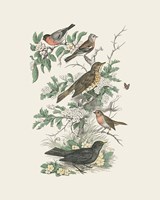 Honeybloom Bird I Framed Print