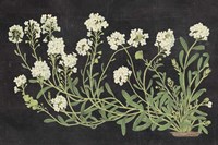 Vintage Flowers on Black Fine Art Print