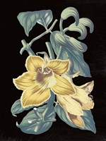 Antique Botanical XVIII Cool on Black Fine Art Print