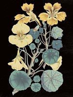Antique Botanical XVII Cool on Black Framed Print