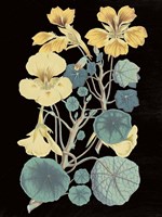 Antique Botanical XVII Cool on Black Fine Art Print